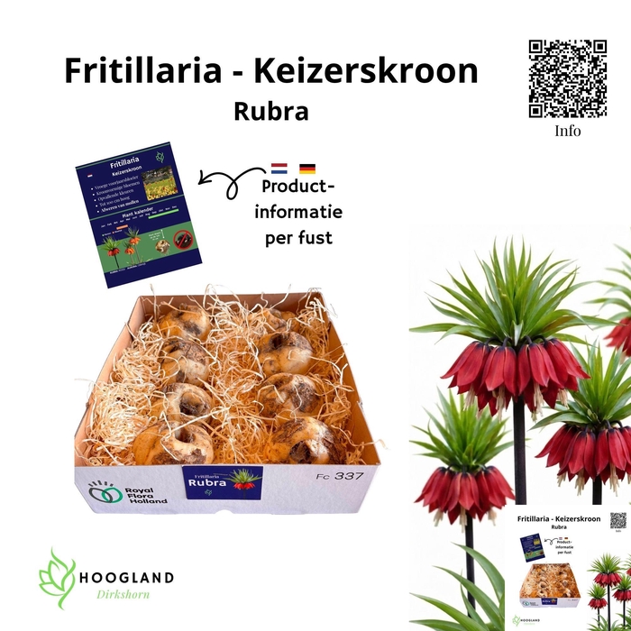 <h4>FRITILLARIA BOL</h4>