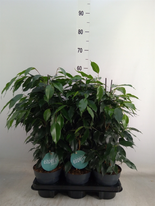 <h4>Ficus benja. 'Danielle'</h4>