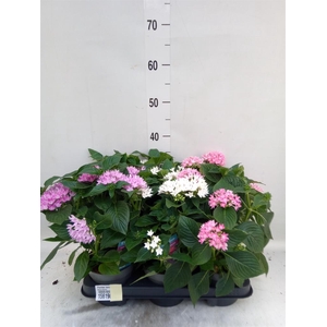 Pentas lanceolata 'Starclust' ..mix