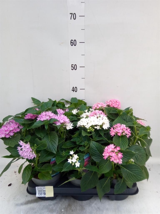 <h4>Pentas lanceolata 'Starclust' ..mix</h4>