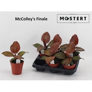 Philodendron McColley 12Ø 25cm