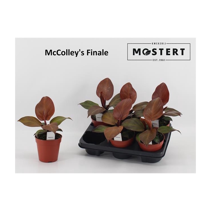 <h4>Philodendron McColley</h4>