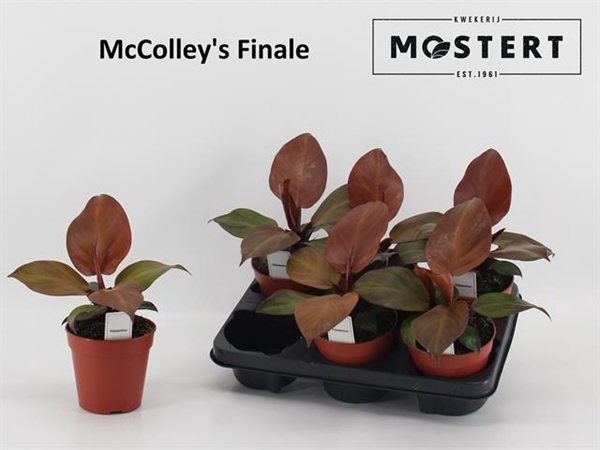 Philodendron McColley 12Ø 25cm