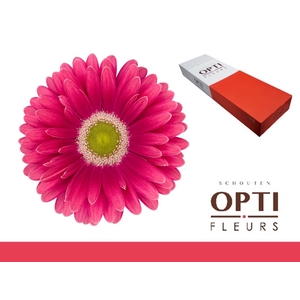 Gerbera Unique Doos