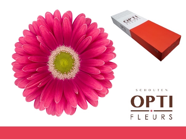 <h4>Gerbera Unique Doos</h4>