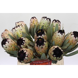 Protea Niobe