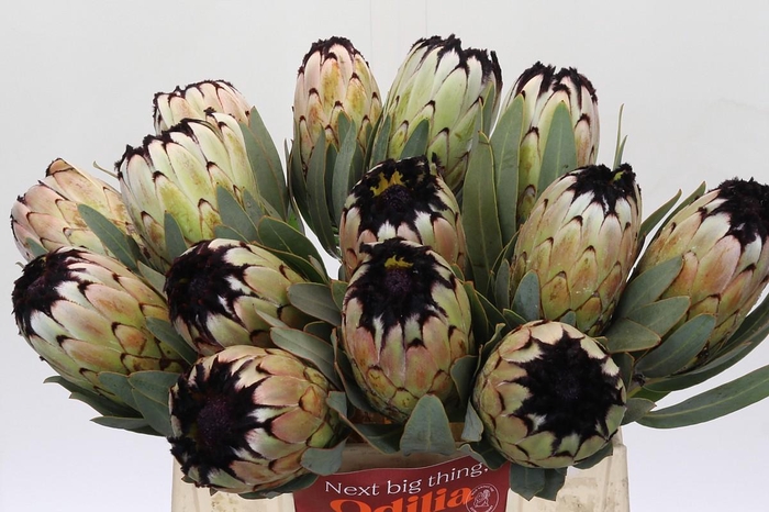 Protea Niobe