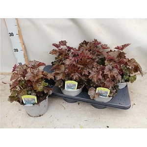 HEUCH MI PALACE PURP