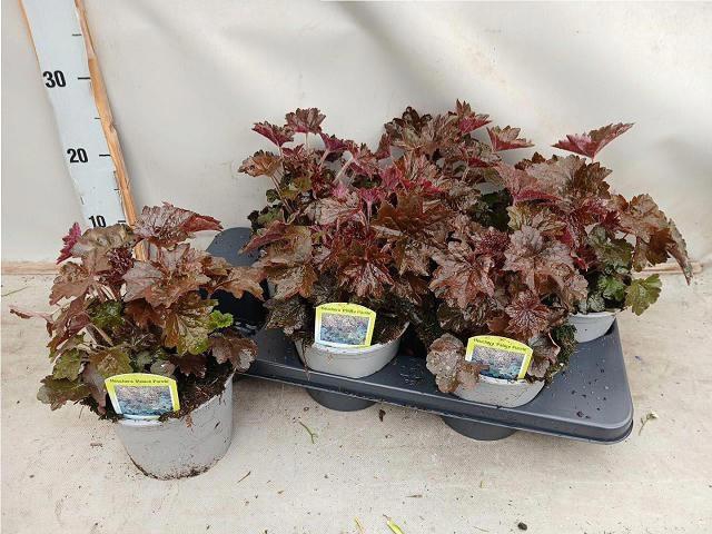 <h4>HEUCH MI PALACE PURP</h4>