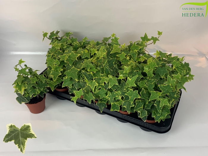 <h4>HED HE GOLDCHILD</h4>