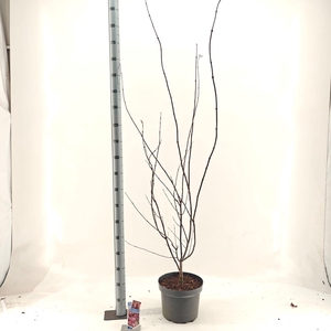 Acer palmatum Trompenburg