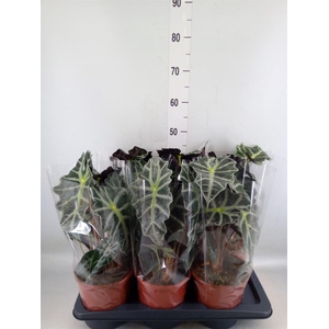 Alocasia amazonica 'Polly'