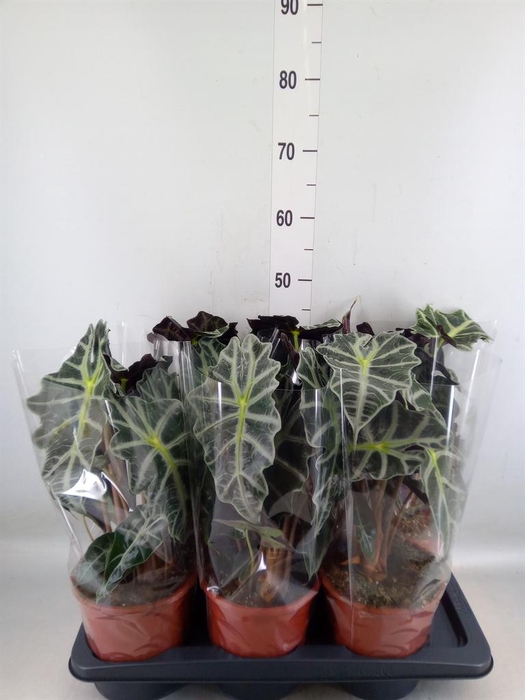 <h4>Alocasia amazonica 'Polly'</h4>