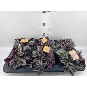 Tradescantia zebr. 'Purpusii'