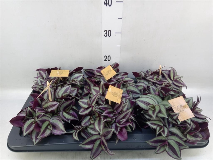 <h4>Tradescantia zebr. 'Purpusii'</h4>