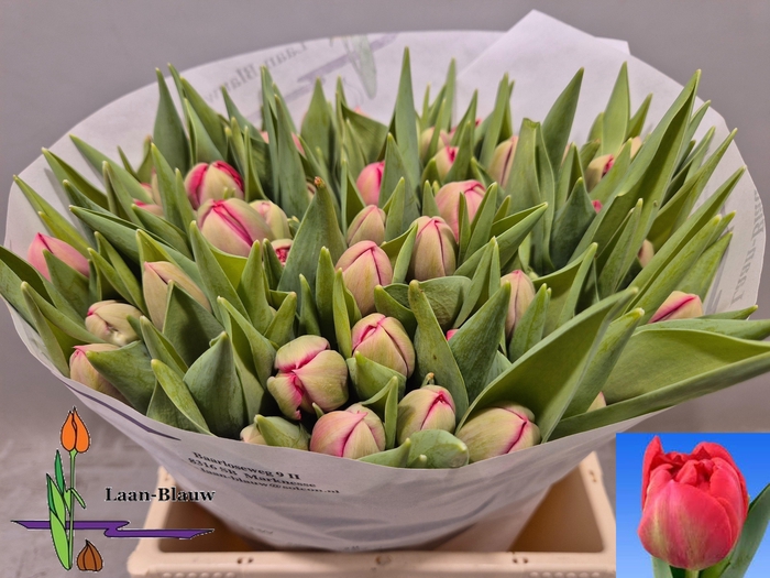 <h4>TU DU BELGRAVIA</h4>