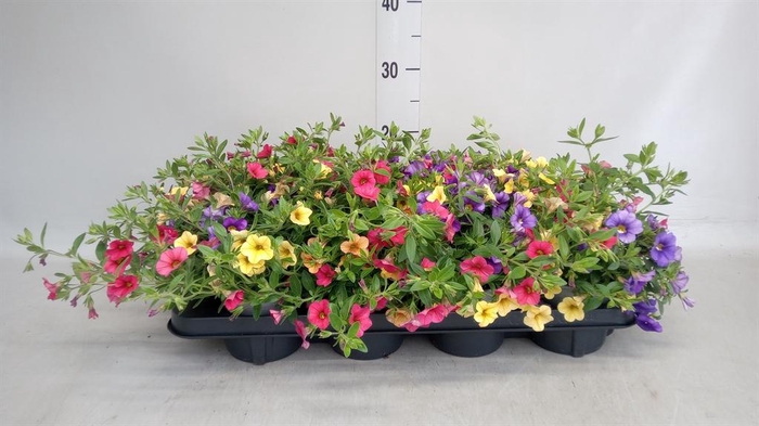 <h4>Calibrachoa  'Celebration'   .mix 3</h4>