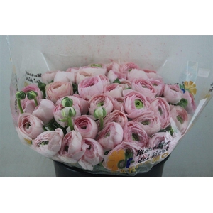 Ran Cloni Sup Favola