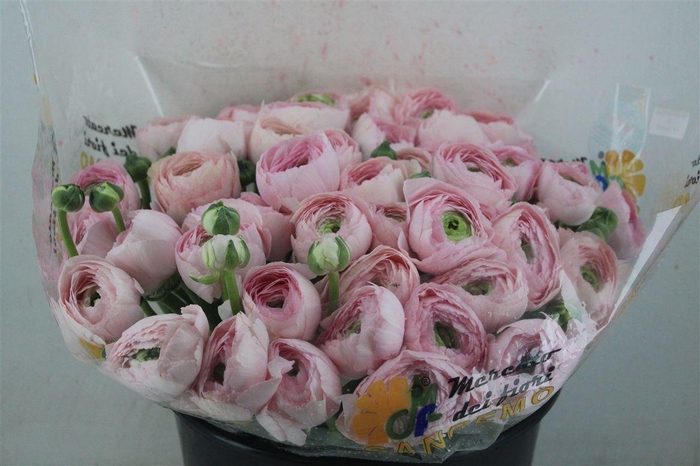 <h4>Ran Cloni Sup Favola</h4>