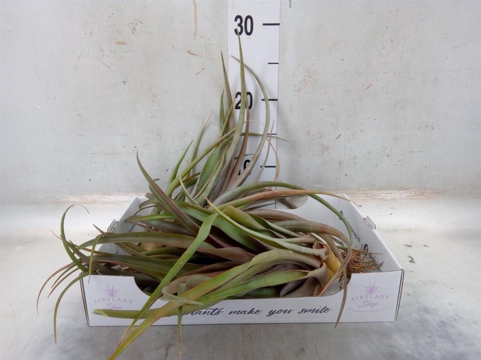 <h4>Tillandsia</h4>