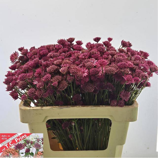 <h4>ASTR PURPLE SENSATIO</h4>