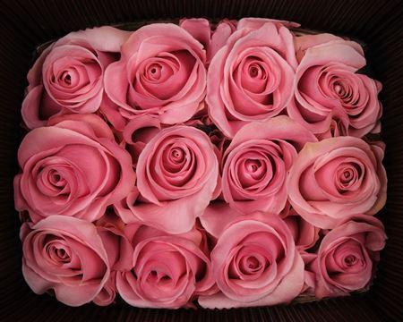 <h4>R Gr Think Pink</h4>