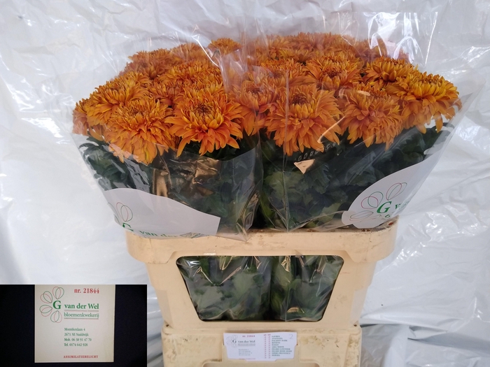 <h4>CHR G BAVENO ORANGE</h4>