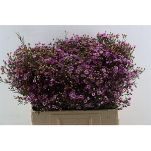 Cham Purple Grand Jupiter
