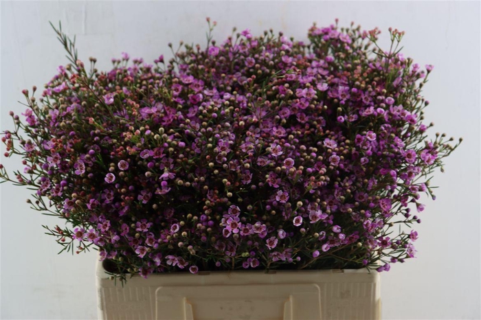<h4>Cham Purple Grand Jupiter</h4>
