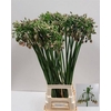 Allium Nectaroscordum Siculum