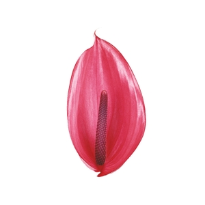 ANTHURIUM XAVIA(R) 9/11 035 CM DIAM MIN 9 CM PINK