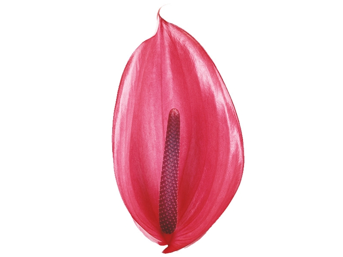 <h4>ANTHURIUM XAVIA(R) 11/13 040 CM DIAM MIN 11 CM PINK</h4>