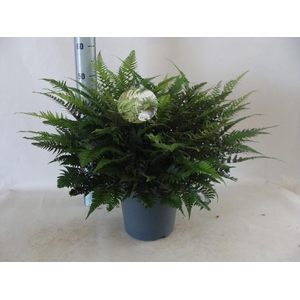 Asplenium overig Polystichum tsus-simense