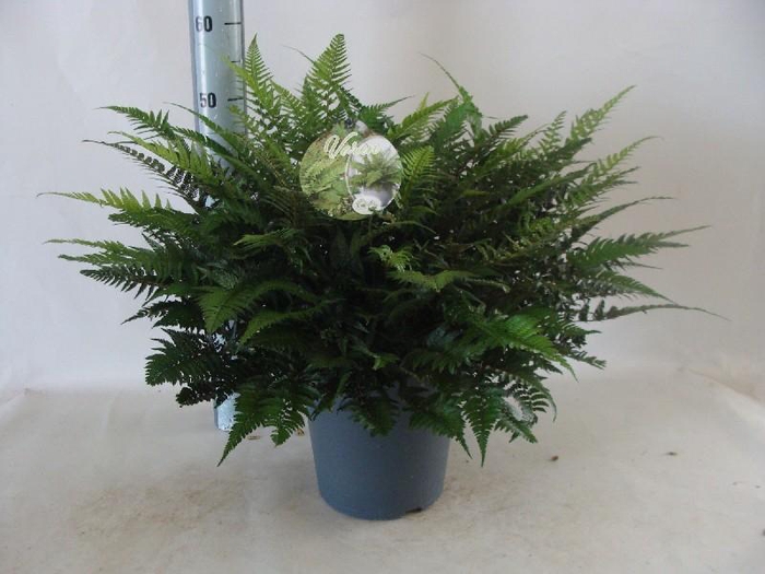 <h4>Asplenium overig Polystichum tsus-simense</h4>