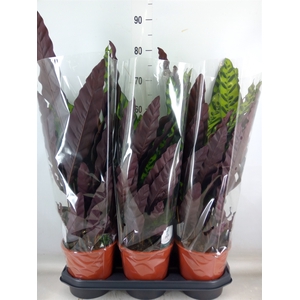 Calathea lancifolia