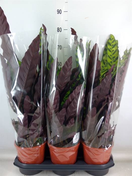 <h4>Calathea lancifolia</h4>