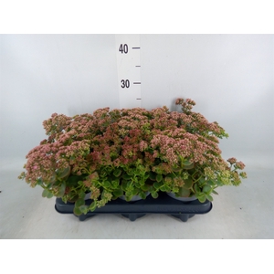 Sedum   ...