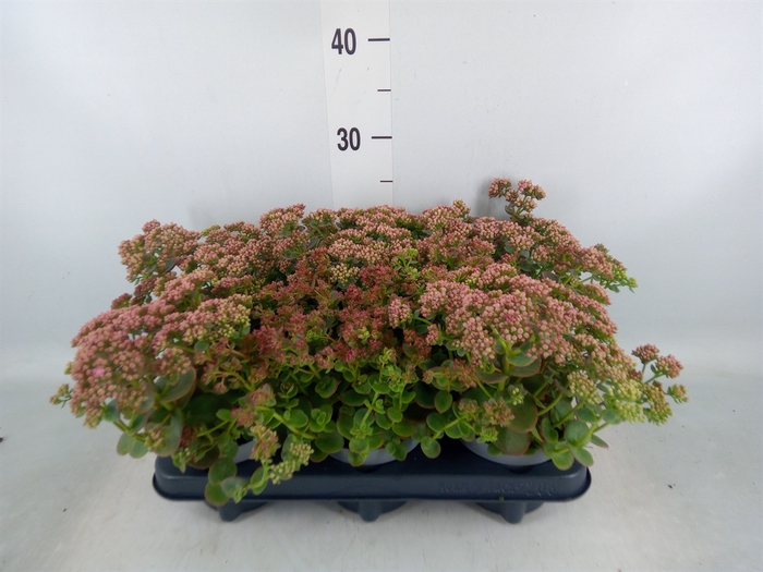 <h4>Sedum   ...</h4>