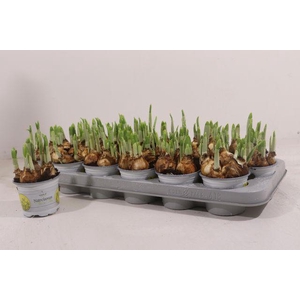 NARCISSUS TETE A TETE P9