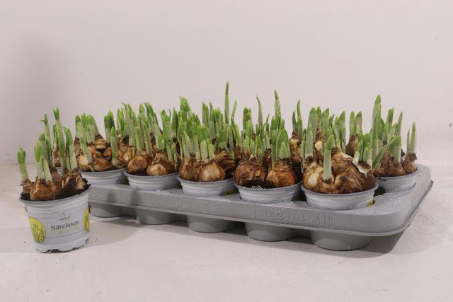 <h4>NARCISSUS TETE A TETE P9</h4>