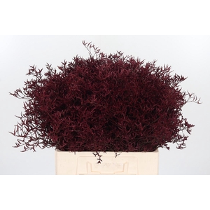 Limonium Kl Bh Bordeaux