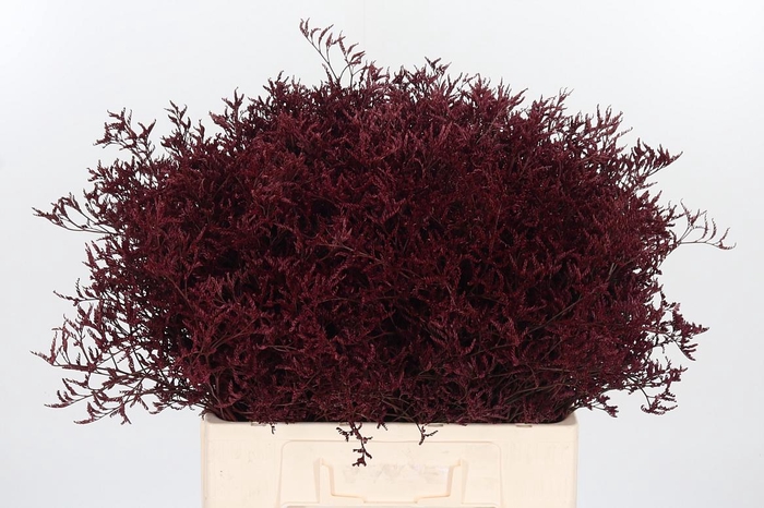 <h4>Limonium Kl Bh Bordeaux</h4>