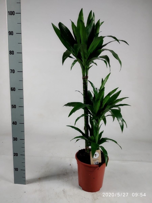 <h4>Dracaena frag. 'Janet Craig'</h4>