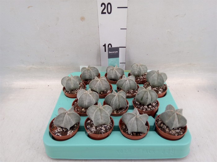 <h4>Astrophytum myriostigma</h4>