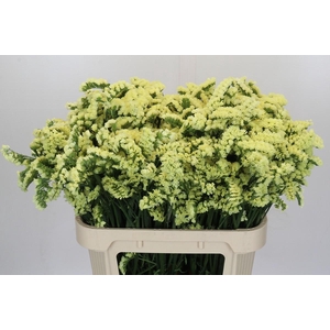 Limonium Star Eze