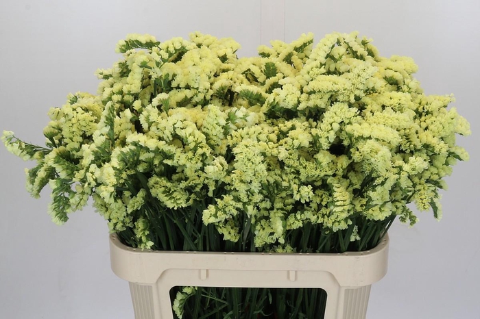 Limonium sinuatum Star Eze