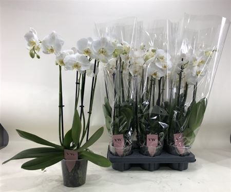 <h4>Phal Ov Wit 4 Branches 21+</h4>