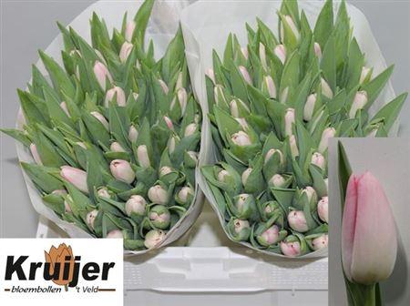 <h4>Tu En Dynasty</h4>