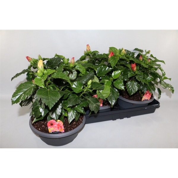 <h4>Hibiscus Schaal Carnaval 27cm</h4>