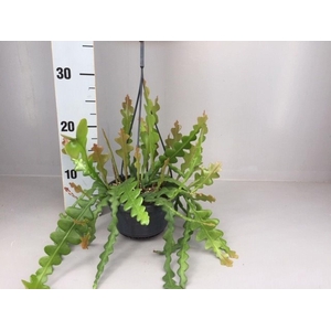 Epiphyllum anguliger